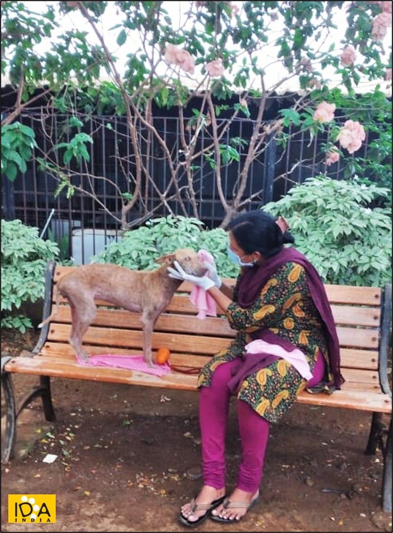 IDA_India's tweet photo. Our #blind &amp; old #dogs are quite vulnerable &amp; delicate. In this hot weather, our team keeps them cool by sponging them, regularly checks for parasites, cut their nails etc. These are our most senior dogs and we treat them with utmost care &amp; kindness that they truly deserve.😇❤️ https://t.co/G8E6E7HIUi