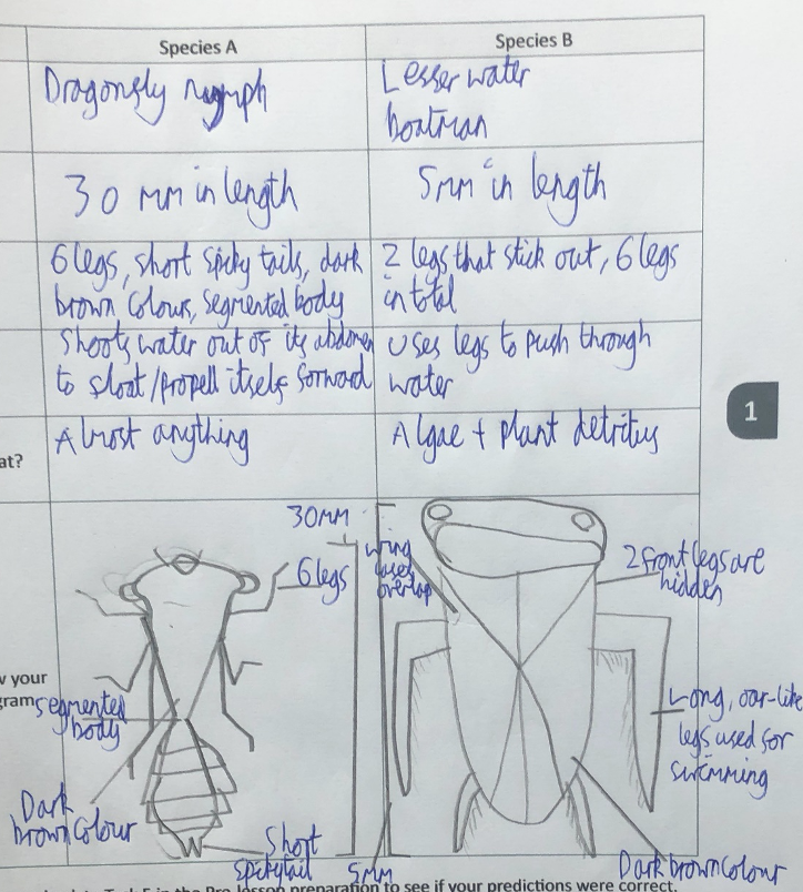 StPetersYork's tweet photo. Our geography pupils in 3H attended a virtual fieldtrip to go Pond Dipping via a Live Feed provided by @FieldStudiesC. They compared species found in open water and mud habitats in a freshwater pond and here are some their findings!
#StPetersAtHome
https://t.co/Rv8M3NiTEA https://t.co/WpSu5VjSa6