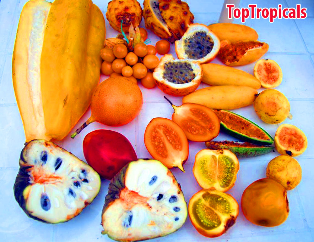 toptropicals's tweet image. Would you like some Exotic Fruit?
This week only:
15% OFF all fruit trees and edibles!
Check out our extensive selection of rare tropical fruit.
No min order.
Offer expires Sunday, 6/14/20.

toptropicals.com/cgi-bin/store/…
#tropicalplants
#rarefruittrees
#exoticfruits
#ThursdayThoughts