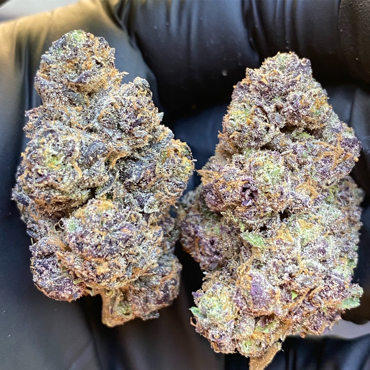 ShoppingCartsCA's tweet photo. Lemon cherry gelato 🍋 🍒 🍧 @shoppingcarts415 on IG
#exotic #exoticcannabis #whiteashgang #runtz #ismokeloud #marijuana #cannabis #loudpack #topshelflife #stoner #dank #cannabiscommunity #bayarea #emeraldtriangle #sanfrancisco #cookiesorbetter #str8dank #whiteashes #prop215 https://t.co/BLtlGcp816