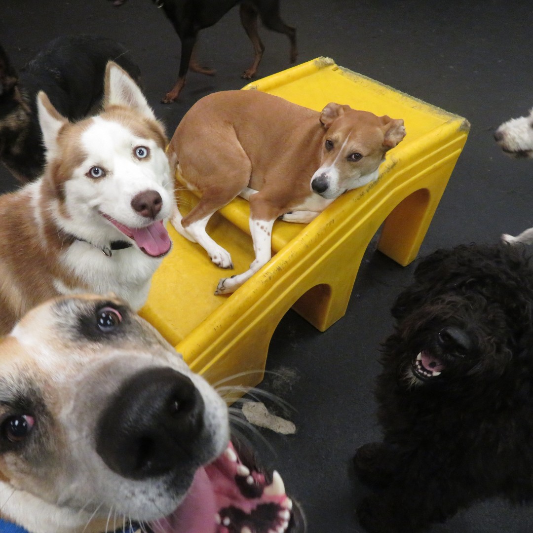 Duke the Dane, Karma the Husky, Dalton the Doodle, and Penny the Beagle Mix are truly enjoying their day here at #DogtopiaofAlexandria! 🐾💛😍😊 #itsthemostexcitingdayever #Dogtopia #doodle #Dane #husky #Beagle #doggydaycare #greatdaytoplay #indoorplaytime #outoftherain