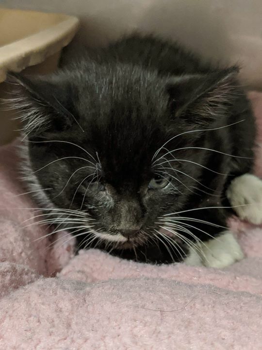 💓RESCUE AND PLEDGES NEEDED 💓

6 week old single kitten needs our help.
Please Share and Pledge to help cover its vetting.
Please help if you can.
*Goal is $100*

ID 622874
Cage T18

Cobb County Animal Services is located at:
1060 Al Bishop Dr.
Mariet… ift.tt/3cR9uqU
