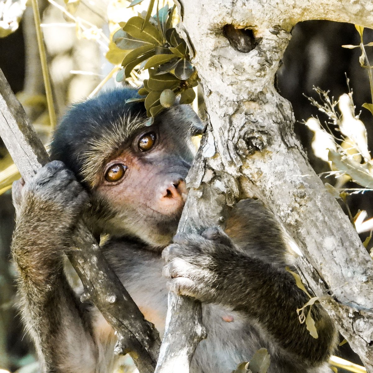 BuhalaLodge's tweet photo. Hang in there, it's nearly the weekend!
-
-
-
-
-
#buhalalodge #southafrica #africa #golf #krugernationalpark #spa #safari #wildlife #leopardcreekgolf #luxuryhotel #fivestar #spotted #bigfive #travel #getaway #holiday #lodge #hotel #buhala #nationalgeographic https://t.co/hUFJHvBW8d