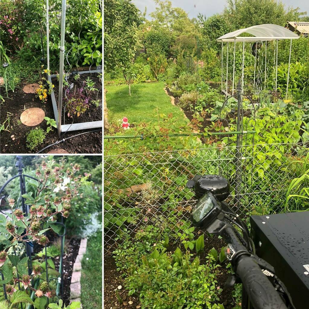 Nach dem vielen #Regen braucht‘s im #Garten jetzt vor allem eins: #Sonne - ganz viel #Sonne. ☀️☀️☀️#münchen #westpark #münchenliebe #munich #gartenliebe #garten #sendling #munichstagram #münchenstagram #münchenblogger #sendlingwestpark #instagarten #g… instagr.am/p/CBTVfZ2gfhU/