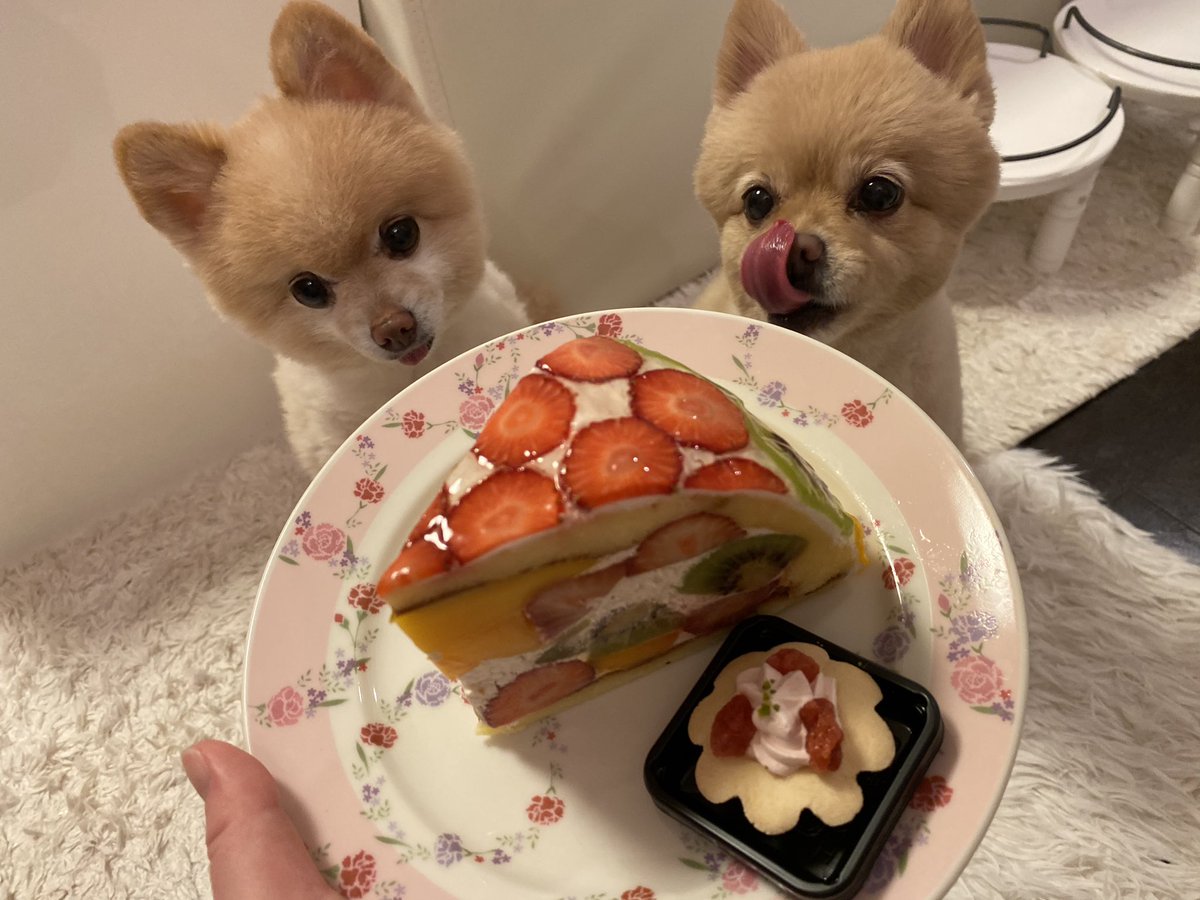 coropon2009's tweet photo. ママとオヤツタイム💓
あれ？
ママのケーキの方が大きいなぁ🐶🐶
#コロポン
#コロポンとオヤツタイム
#犬の気持ち 
#ママのケーキ美味しそう
#フルーツケーキ
#犬用ケーキ https://t.co/zeCM90uVMB