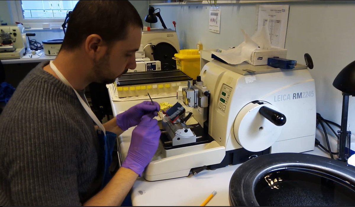 qvh's tweet photo. Here’s Fernando preparing an extremely thinly cut section (microtomy) for analysis under the microscope. It is floated in hot water then dried out before it is stained and viewed under a microscope #BiomedicalScienceDay2020 https://t.co/HsiSFGS1hR