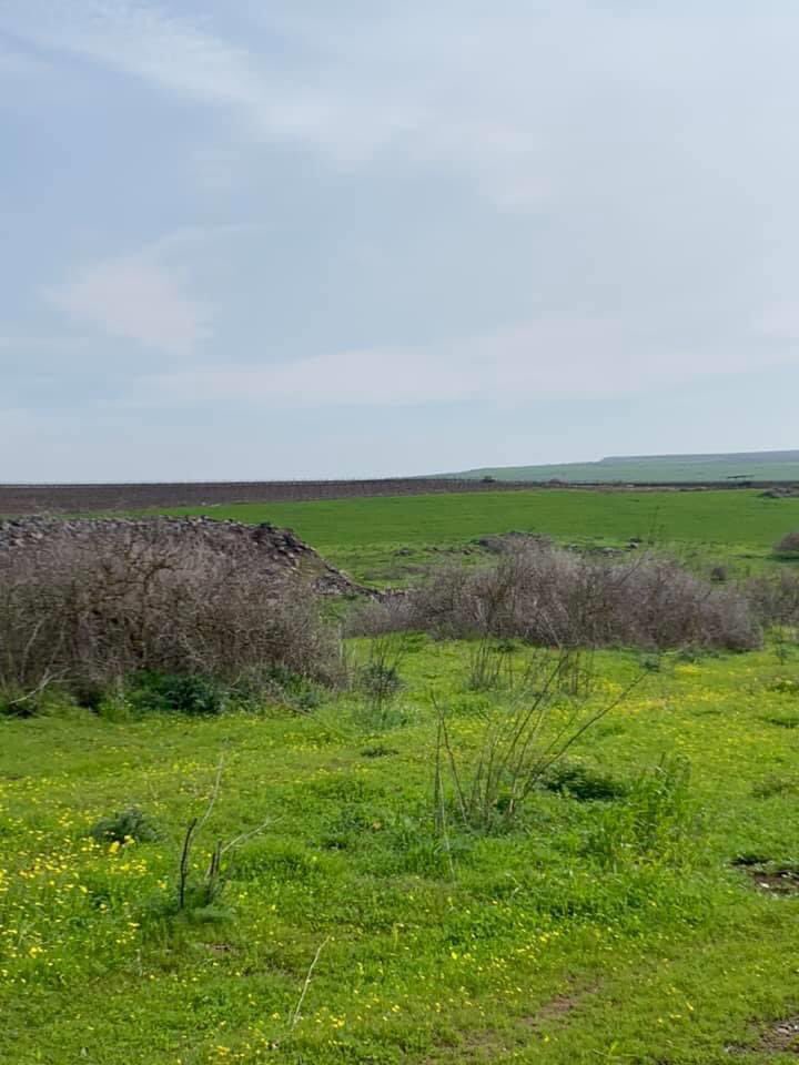 Sirin سيرين was a Palestinian village in North Palestine near Beisan. The town had a population of 190 Christians in 1945 before it was depopulated. People fled to outside the country or to other cities in the country.