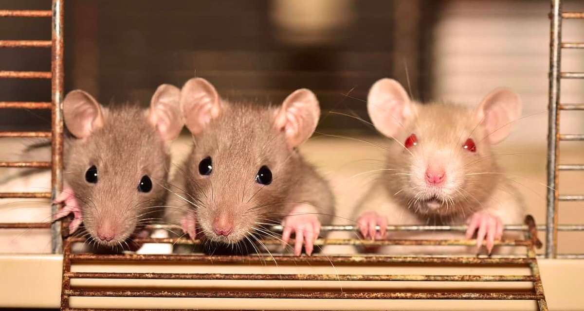 Fare İlaçlama
Fareler yeryüzünde pek çok coğrafyada yaşam gösteren ve bulunduğu koşullara kolaylıkla uyum sağlayabilen canlılardır. Fareler dünya üzerinde incelendiğinde 3 farklı türde görünür. 
yigitcevre.com/fare-ilaclama/
#fareilaçlama #ilaçlama #ilaçlamafirması #ilaçlamahizmeti