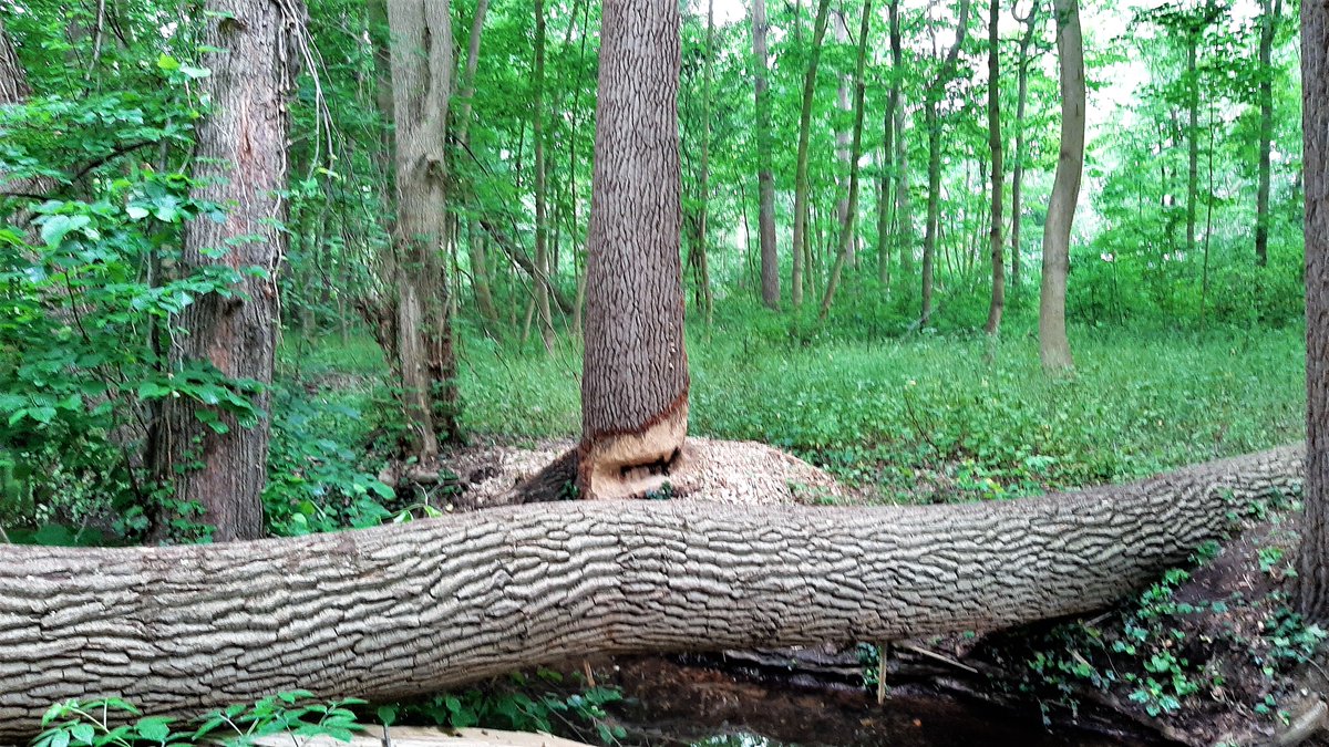 inja5248's tweet photo. vanochtend gewandeld door 't #Linnerbos
de #bever is er behoorlijk actief langs de #Vlootbeek 
enorme reuzen van bomen moeten eraan geloven
't krioelde er van de muggen 🦟🦟🦟🦟🦟🦟🦟 
net buiten 't bos scheen even de z🌞n 
de tocht ging verder door de #Weerd #MiddenLimburg https://t.co/XOYFBsfGwA