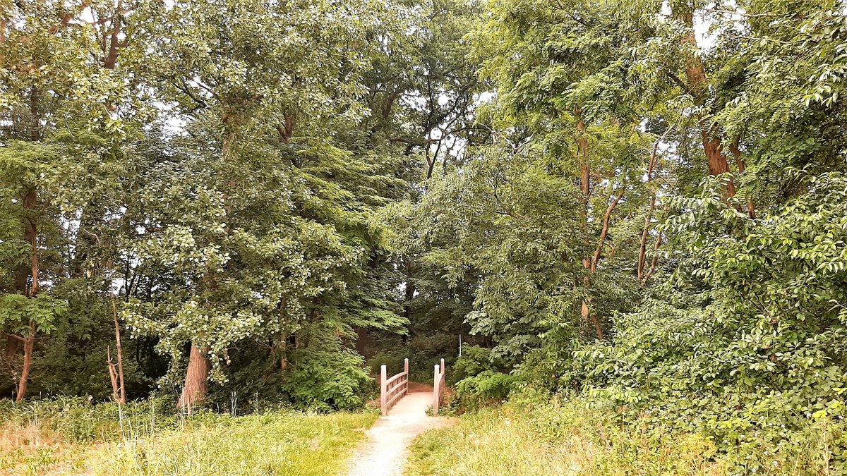 inja5248's tweet photo. vanochtend gewandeld door 't #Linnerbos
de #bever is er behoorlijk actief langs de #Vlootbeek 
enorme reuzen van bomen moeten eraan geloven
't krioelde er van de muggen 🦟🦟🦟🦟🦟🦟🦟 
net buiten 't bos scheen even de z🌞n 
de tocht ging verder door de #Weerd #MiddenLimburg https://t.co/XOYFBsfGwA