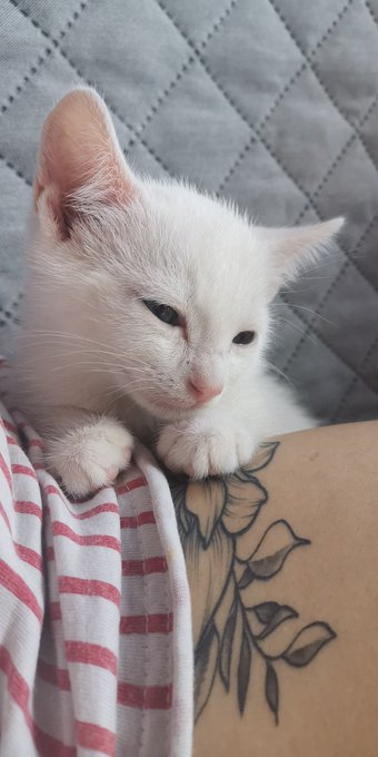 Say hi to my new baby 🤍 https://t.co/HPQf1hvjxy<a href="/tag/newprofliepic"class="tags"><span>#newprofliepic</span></a>