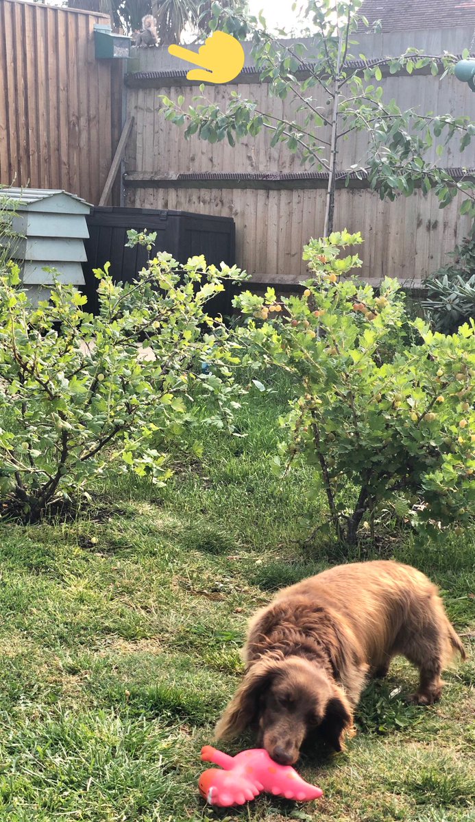 DachshundOtto's tweet photo. When you are too engrossed with playing you don’t realise 🐿 is having their tea in the corner...  I need to #StayAlert https://t.co/gfPmkFfjHl