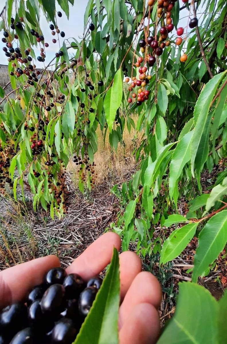 Arandas_Jal's tweet image. Estamos en temporada de ¡CAPULINES! 😋😋