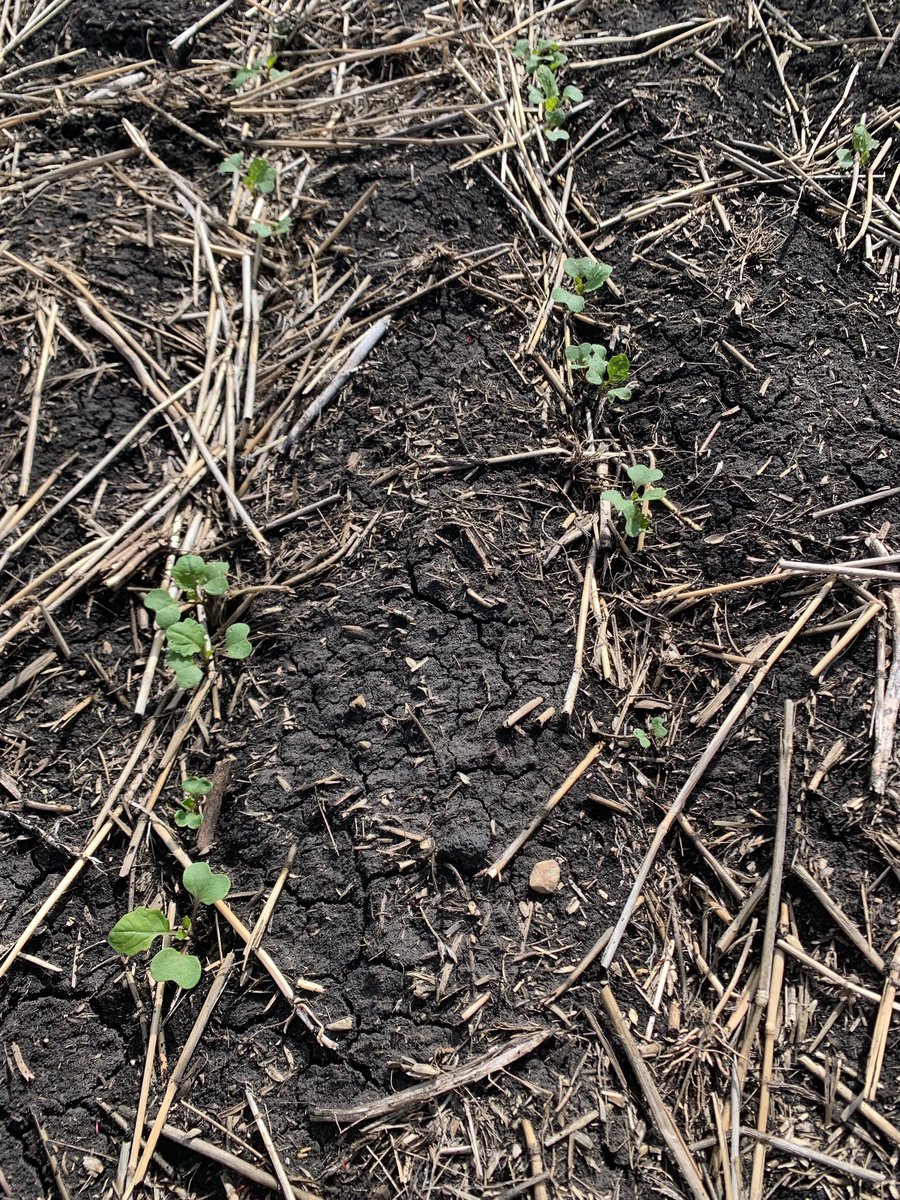 Richardson_Farm's tweet photo. Brian with Harold Brown + Pat Flynn @BASFAgSolutions at #KelburnFarm it’s never a bad time to check crops. Seeded May 26, missed frost + flea beetles. With some warm weather will see more emergence. Looking forward to watching the 300 series #InVigorRate https://t.co/uYIIdpi5s7