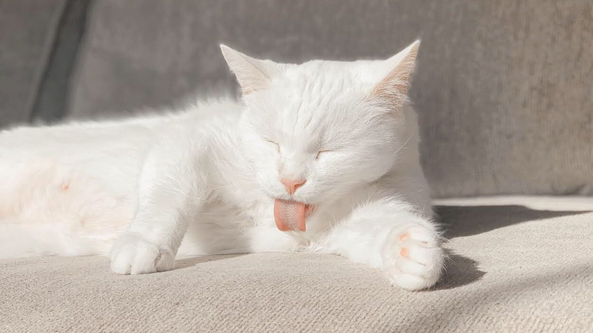 MorrisAnimal's tweet photo. #MakeLifeBeautifulBy helping cuddly 13 year old sweetheart Zelda find a happy home! She needs *a lot* of dental work. 🙀 Want to give her a hand? You can donate to our Lifesaver Fund to help her & other pets in need: https://t.co/FxEYdiQTKn! (👉Specific program 👉Lifesaver Fund). https://t.co/YRiw5hZIN8