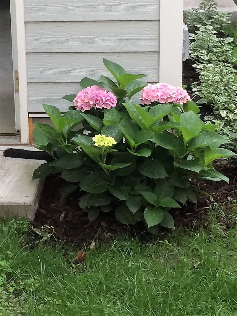 cl425's tweet photo. @katehinds I gave up and couldn't find your cat. The pic of finding my cat (Where's Wilbur?) is a lot easier. https://t.co/G4ixIezGhg
