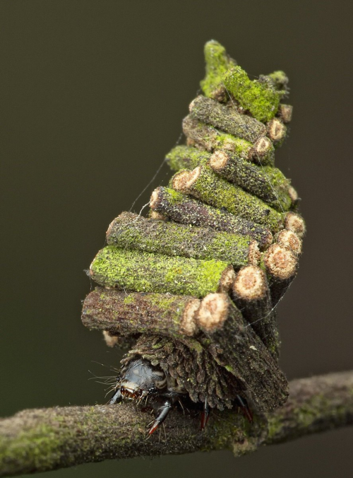 KaaiLeen_'s tweet photo. Acabo de descubrir la existencia de éste bichillo llamado Psychidae (u oruga de saquito) que corta pequeñas ramitas para hacerse una casita y sinceramente parece sacado de una peli de ghibli. https://t.co/Xethfgj8KM