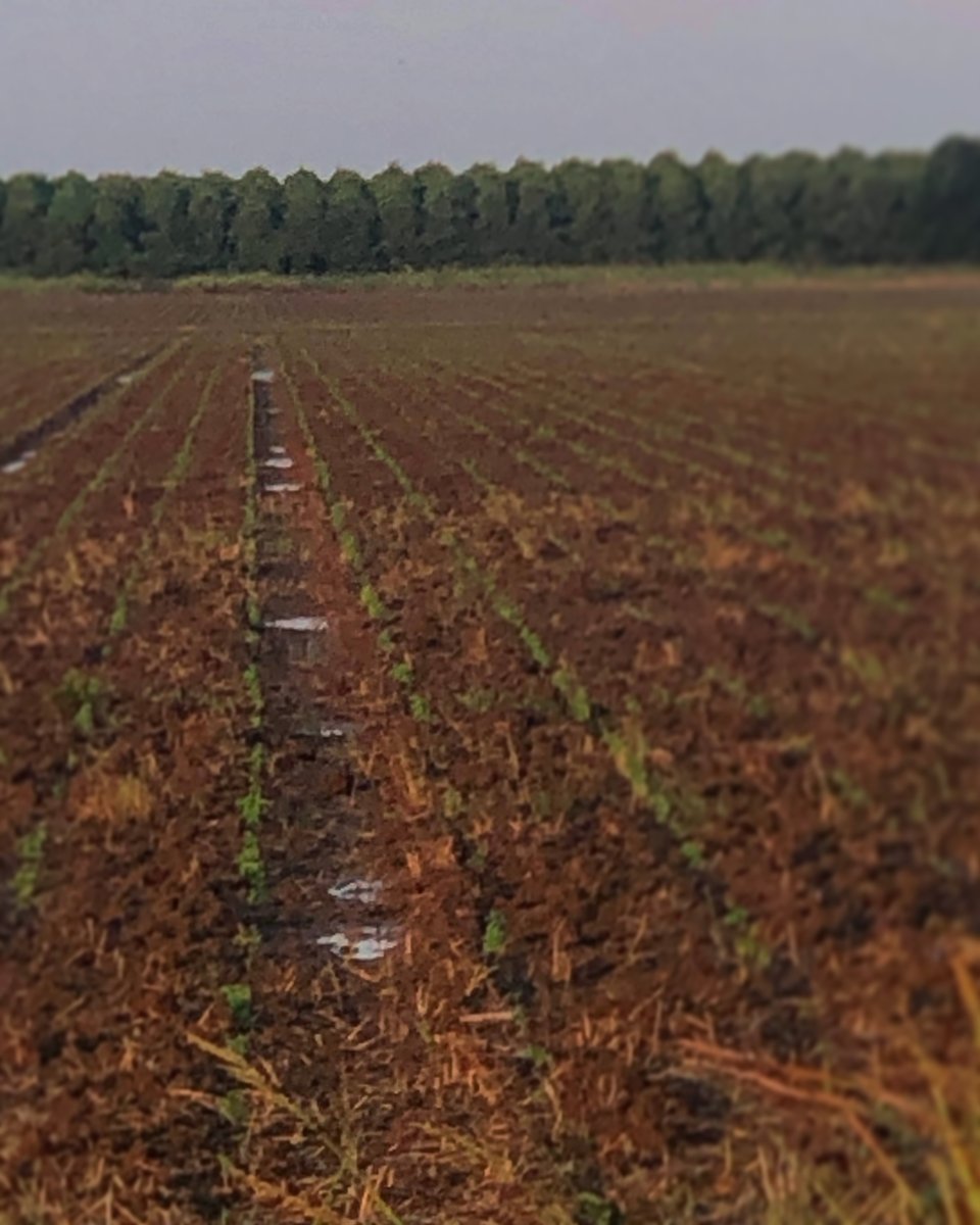 FrontierOrganic's tweet photo. I’d say the soil was thirsty. It didn’t waste time soaking up the 2 inches of rainfall.
•
•
•
#organic #organicfarming #organicfarm #arkansasfarming #arkansasfarm #organicagriculture #organicag #agriculture #farmersofinstagram https://t.co/PhZKP4VOyo