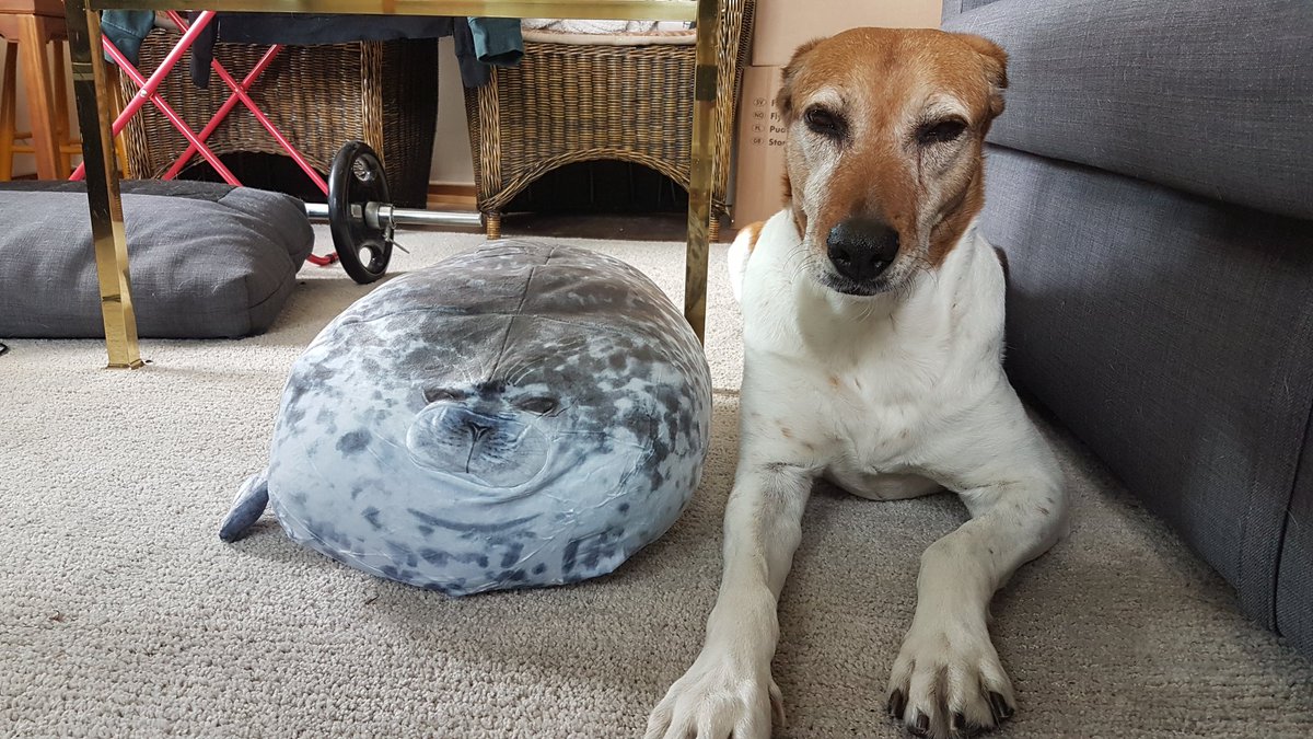 eddheddCS's tweet photo. Our dog has found a soulmate. https://t.co/7AGLdMx1AJ