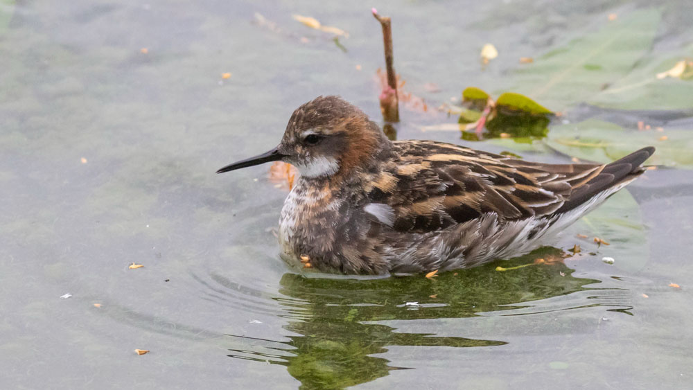 A Few photos of the Red-necked Phalarope at Wanlip Gravel pits this morning.  Showed down to a few feet at times.