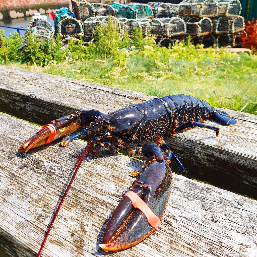Belhaven Lobster (@belhavenlobster) on Twitter photo 