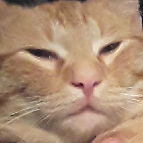 MeowMoeDotCom's tweet photo. I found my #Cat #Hidden in the #Restroom and #Subjected him to a #Snapchat #selfie as #Pinishment. This is what I got
#Cats #Cat #Kittens #Kitten #Kitty #Pets #Pet #Meow #Moe #CuteCats #CuteCat #CuteKittens #CuteKitten #MeowMoe
https://t.co/kq956K12OS https://t.co/vQ7oJRVMbk