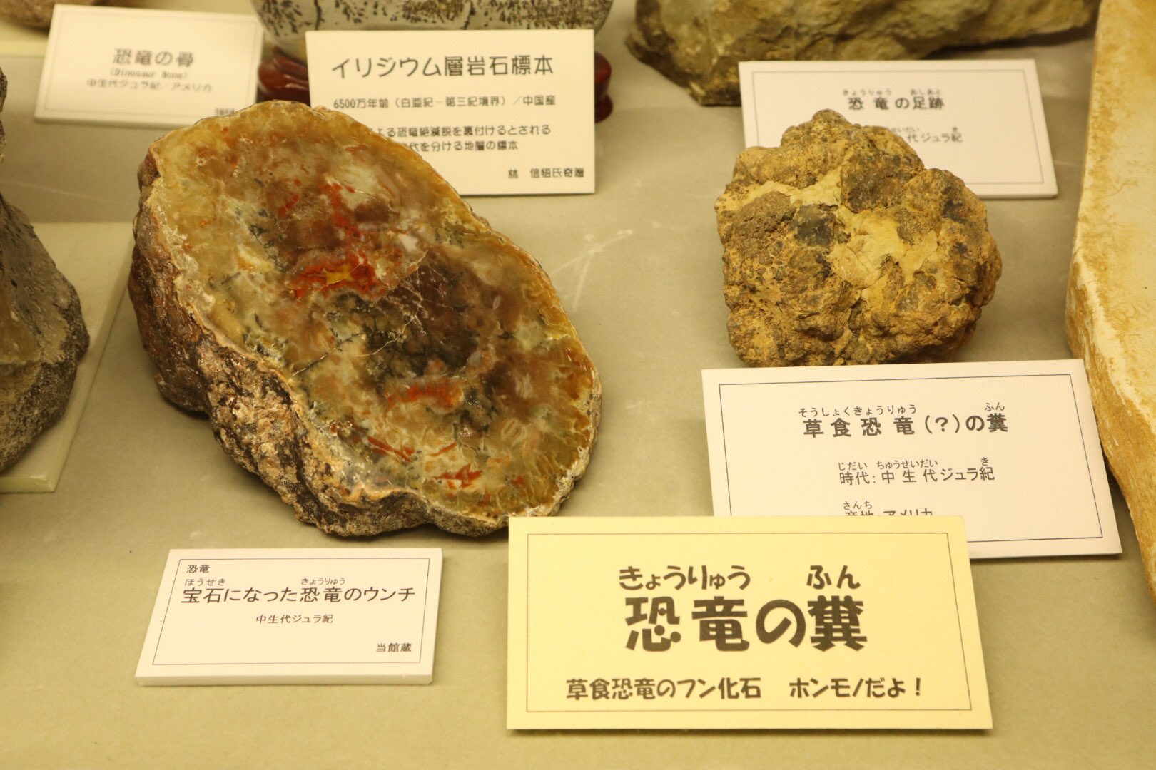 コプロライト 糞化石 恐竜 化石 生痕化石 アンモナイト 三葉虫 牙 爪 卵