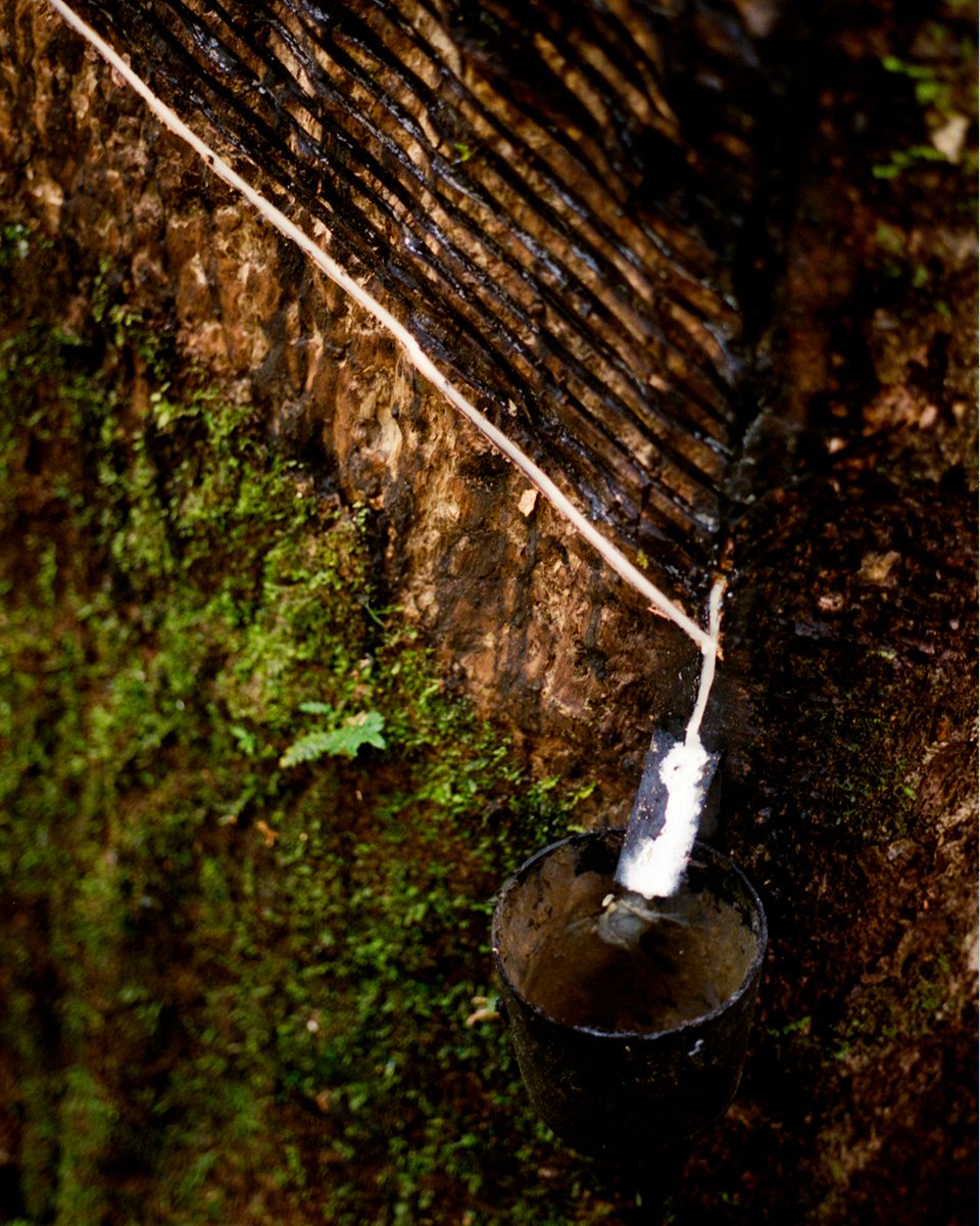 VEJA on Twitter "[THREAD] Since 2004, VEJA purchased more than 380