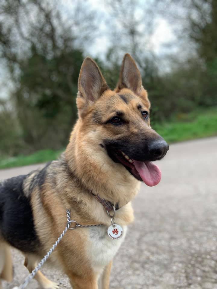 gsrescueelite's tweet photo. 4yr old Hunny has been with us for 2yrs now, she can live with other #dogs but she is a very nervous girl who will need an exp and patient home please 
#GermanShepherd #Essex
https://t.co/3DrYsLVWLC https://t.co/Azd3NAmMRe