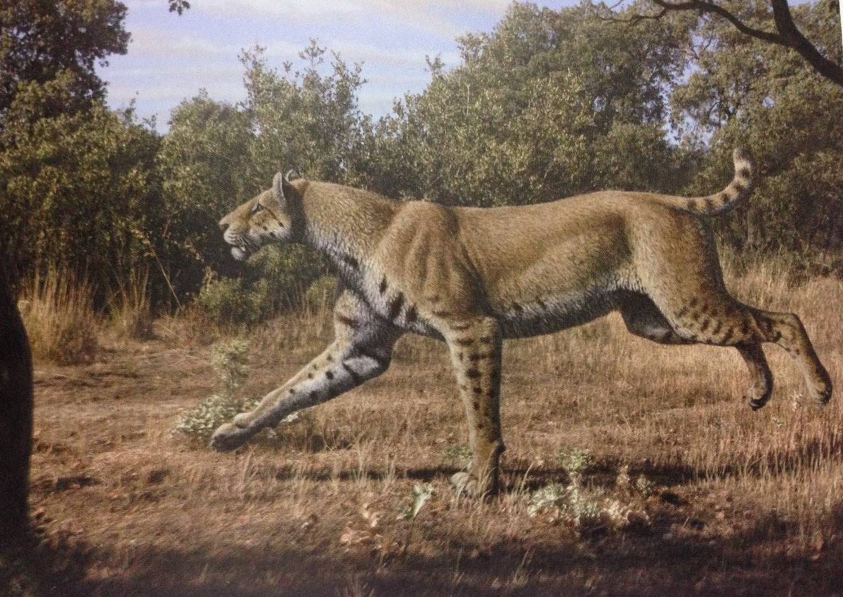 Think_Extinct's tweet image. New post: Britain's forgotten fauna: Sabretooth cats. Link - thinkextinct.co.uk/2020/06/britai…