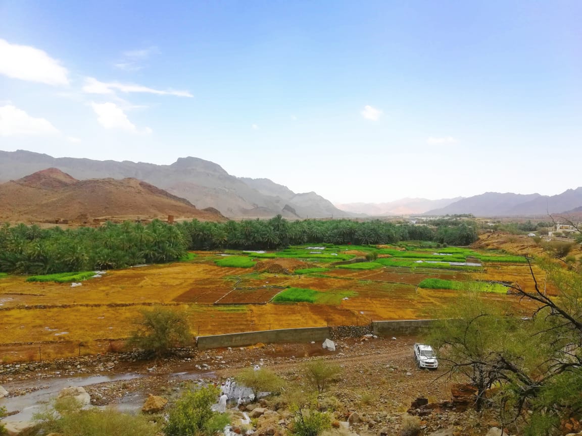 منظر لإحدى المزارع ببلدة قميراء بـ #ولاية_ضنك بعد هطول أمطار الخير 
تصوير :  #أحمد_البريكي          
#جريدة_عمان