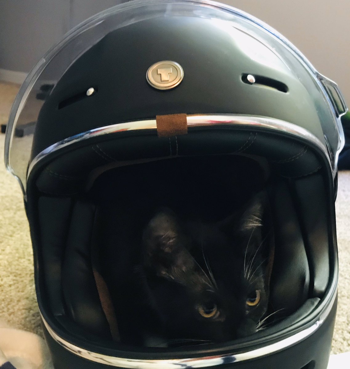 DomDoesCars's tweet photo. My new @TORChelmets Helmet is Kitten Approved! #ScooterSquad https://t.co/ZS5huaPpc9