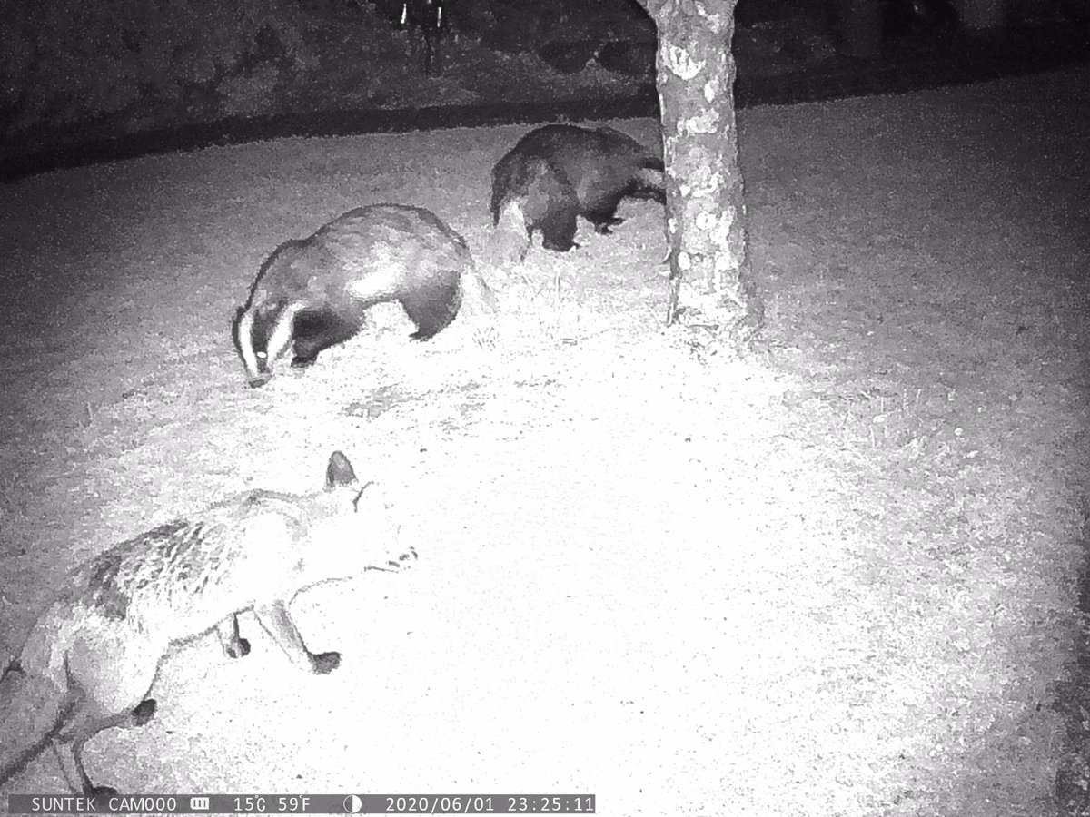 David Nossiter tweet media