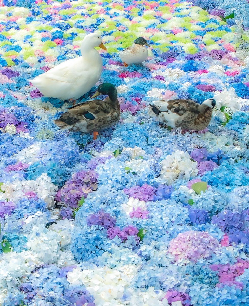 flowers_vs's tweet photo. One pure moments holds the power to create infinite love.#flower #hushpuppy #cherryblossom #flowerloverh #rose #duck #DuckDuckGo #like4like #follo4folloback #instagram https://t.co/3m1aHY5E1s