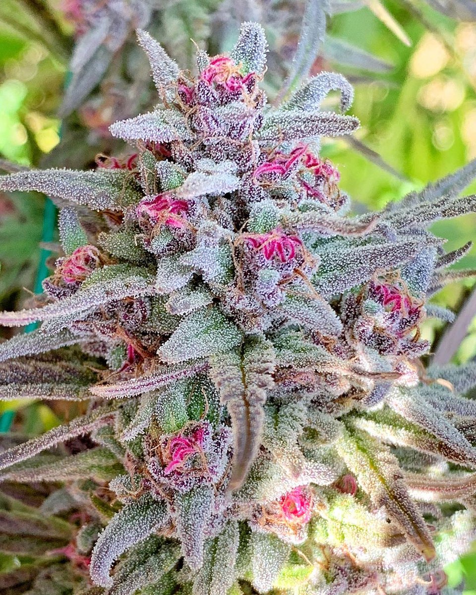 HIGH_TIMES_Mag's tweet photo. Pineapple Pomegranate likes to show off. 💅🍍

📸: Grown by https://t.co/528g2Zfd8z
🌱: Bred by Massive Seeds https://t.co/a11zCDqk24