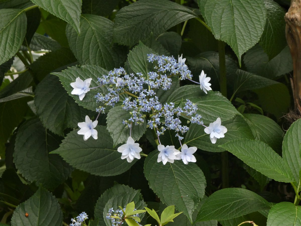 スミダノハナビ