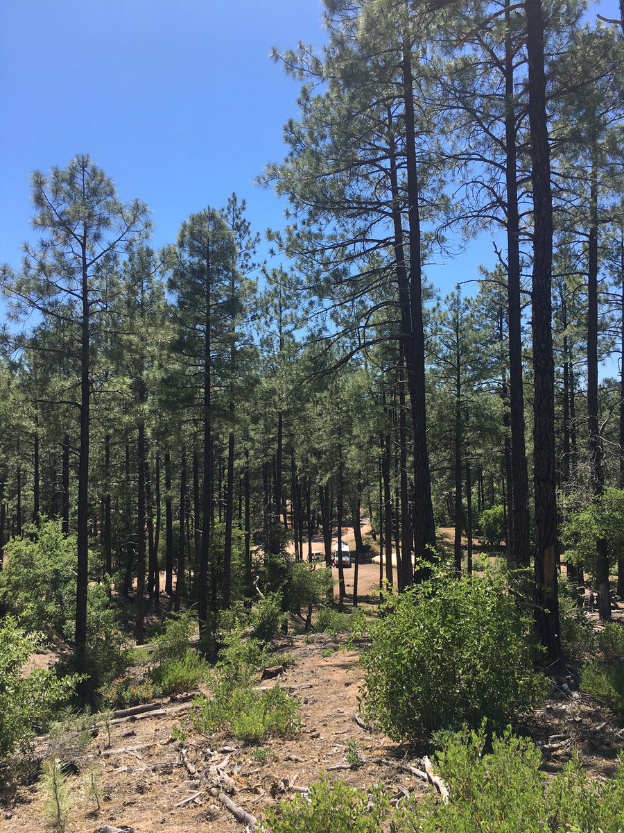 Jackfest's tweet photo. The jackalope forest https://t.co/h0gz7Peifa
