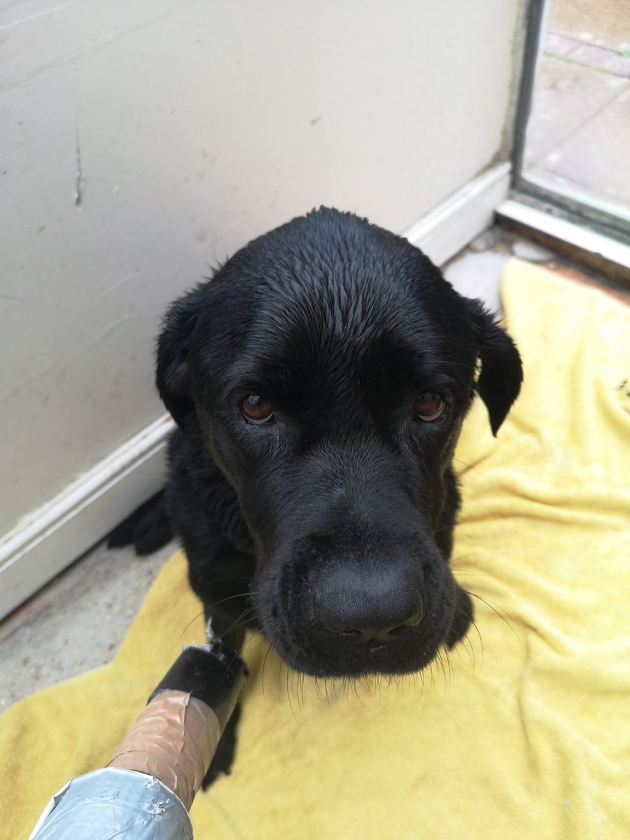 Vixy06's tweet photo. After rolling in the bog for the 100th time, today he got a bath! #labrador #labradorproblems https://t.co/FAPNsAlQnU