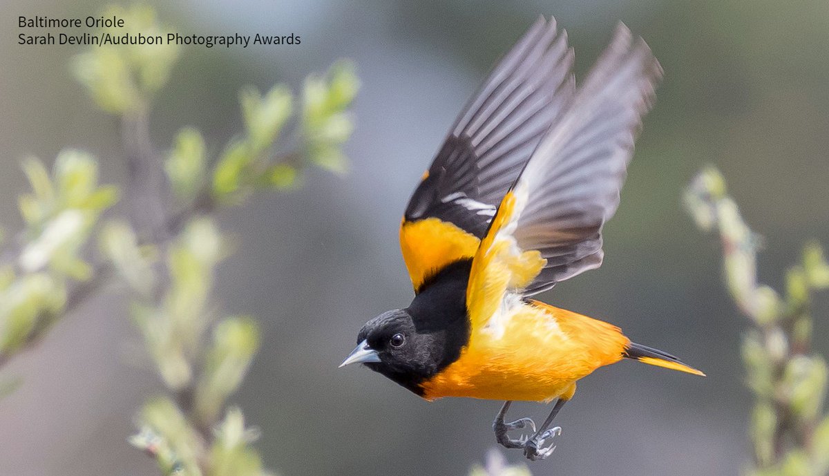 Who doesn't love Baltimore Orioles? Here are 10 fun facts about these brilliant birds. ow.ly/GvtC30qOxJJ