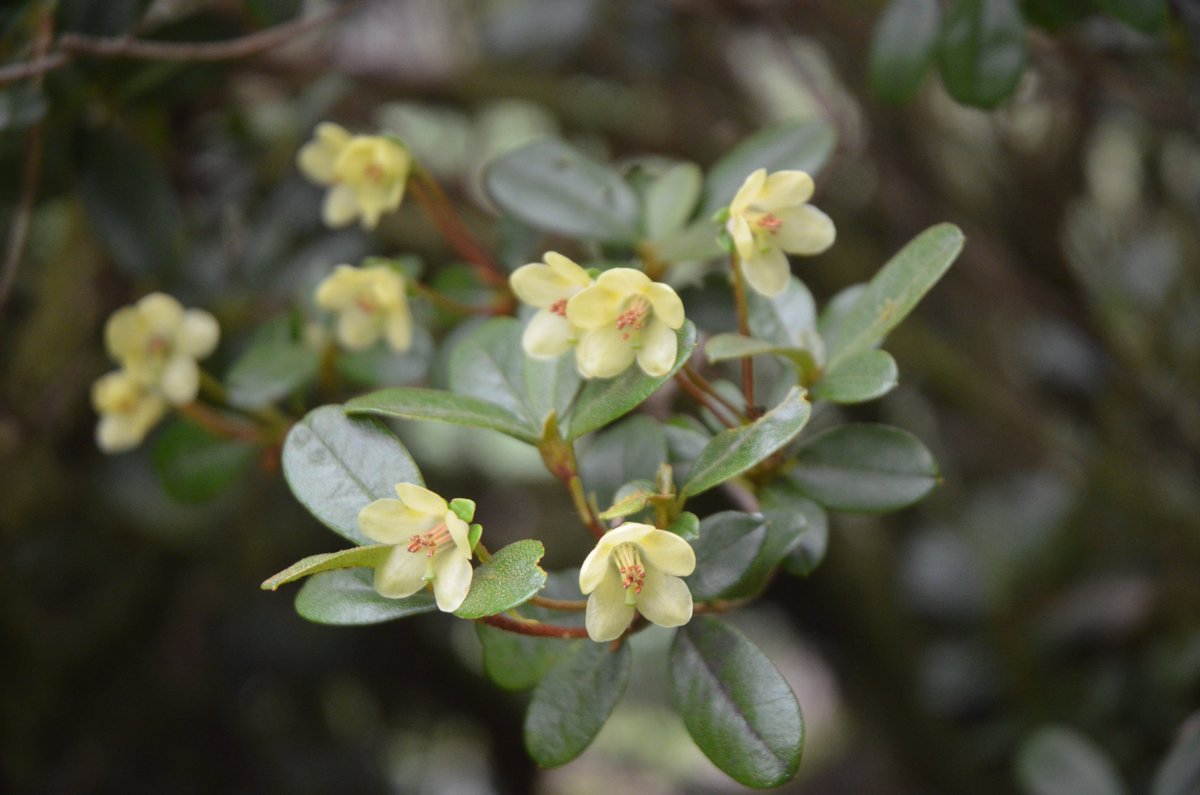 Sometimes it’s the little things…
Rhododendron brachyanthum
Sharing our summer treasures with you.