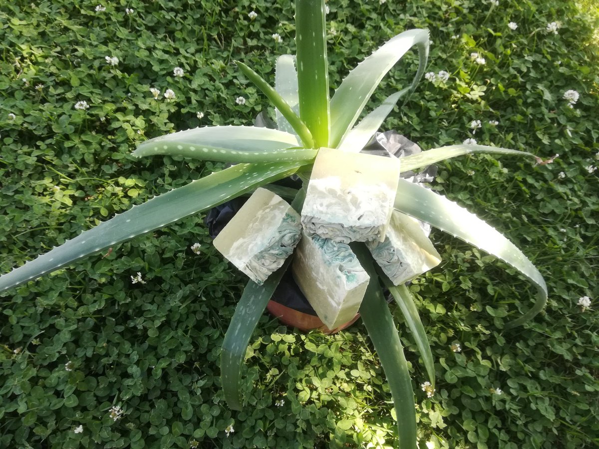 Rosaceae2's tweet photo. Jabón de aloe vera y alga espirulina
Con aceite de oliva, coco, ricino, almendras, manteca de karite, manteca de cacao, cera de abejas, jugo de áloe vera, aceites esenciales de salvia, romero y geranio
#handmade
#jabonesnaturales
#cosmeticanatural
#zerowaste https://t.co/MZVYjupabr