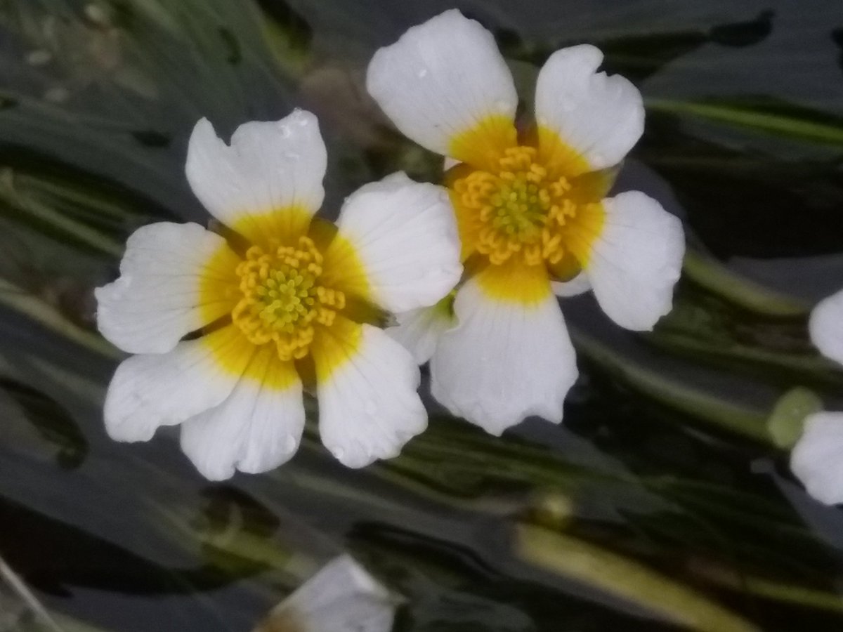 Ranunculus. Just the best.