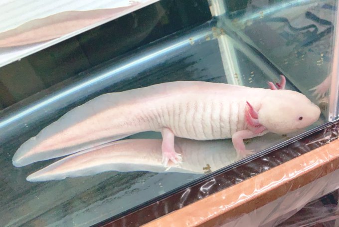 ウーパールーパーのtwitterイラスト検索結果