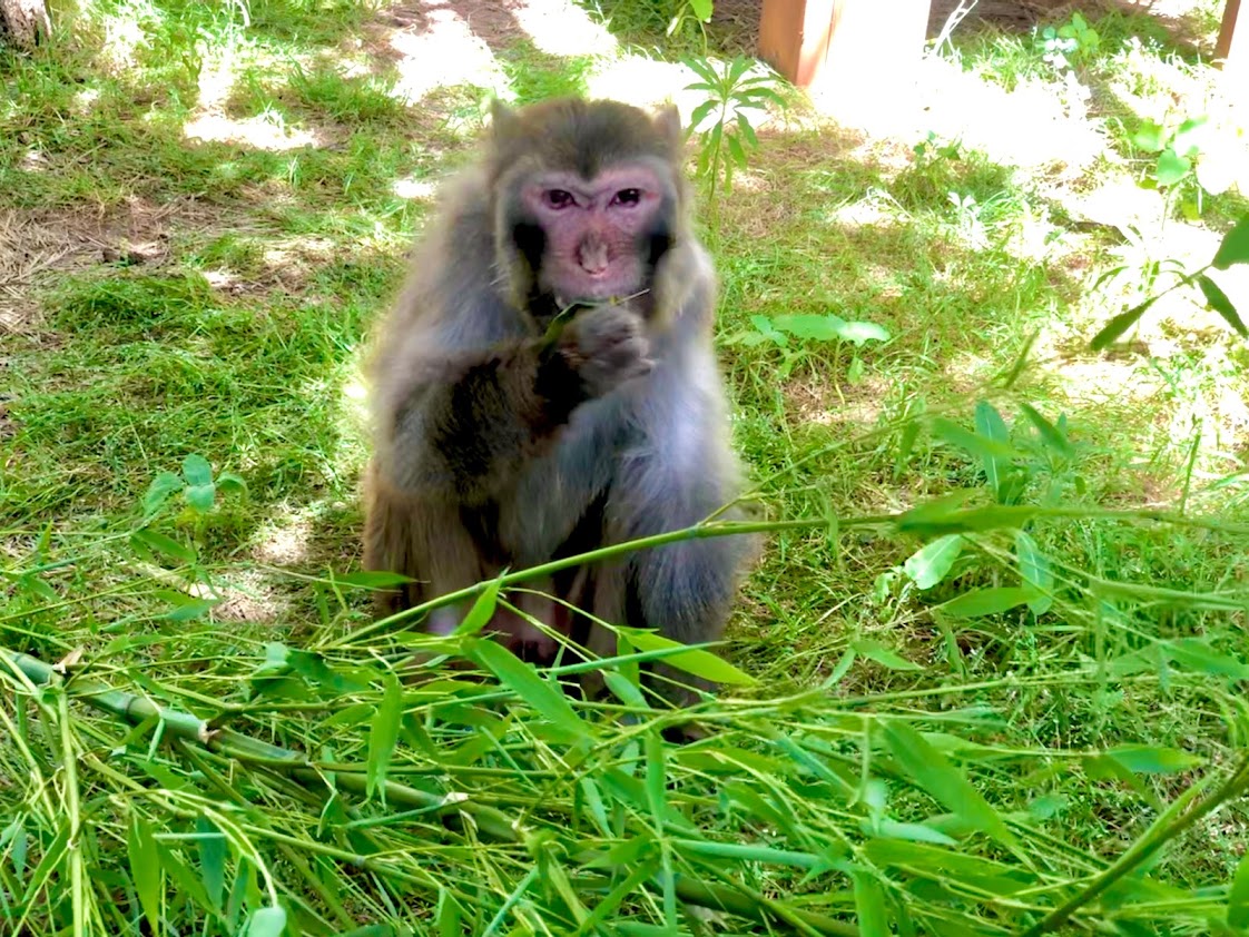 okprimates's tweet photo. Wonderful Rudy, seen here foraging on bamboo, lives with his friend Pickle. Rudy is the oldest resident at the sanctuary. Anyone want to take a try guessing his age? (Answer revealed in a few hours.) #primates #animalwelfare https://t.co/1HuTPPu594