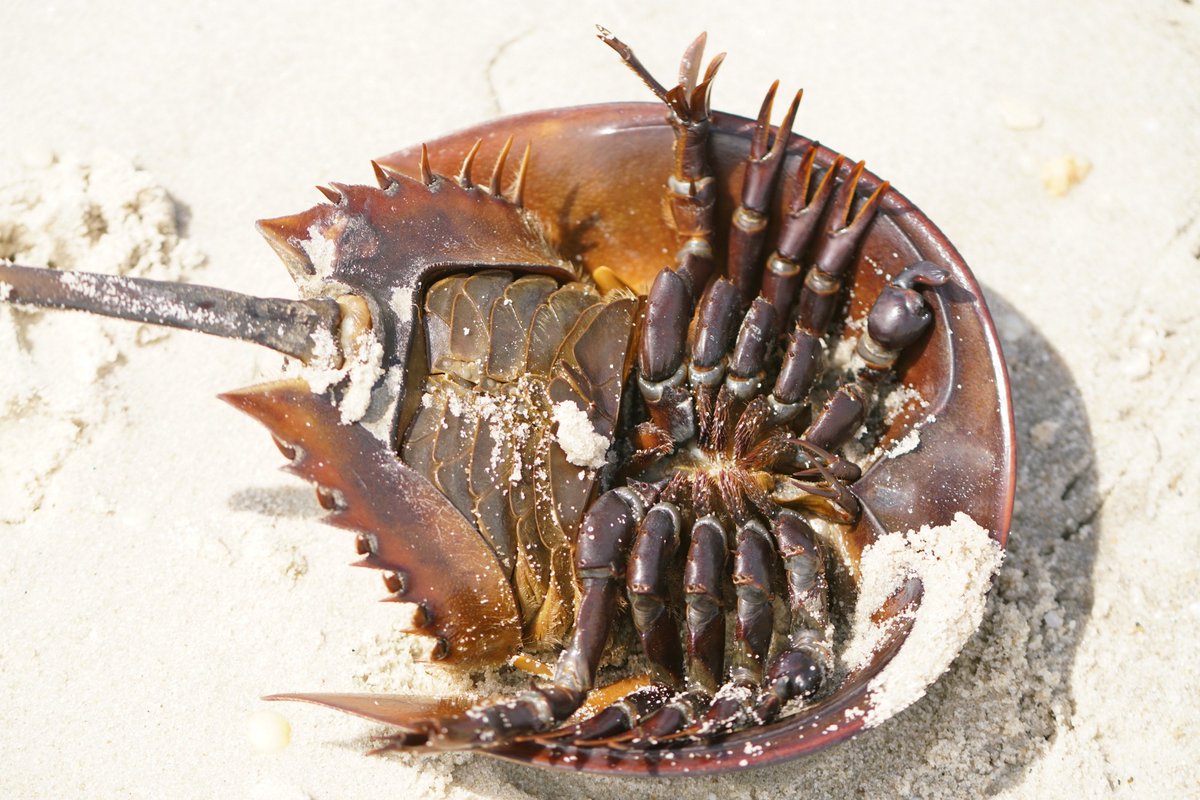 USFWS's tweet photo. As you wander the beaches on the Atlantic Coast these days, keep an eye out for overturned horseshoe crabs. You can easily and safely flip them over, helping this living fossil so important to shorebirds and people. https://t.co/BzPHz8d7FU
Photo by Danielle Brigida/USFWS https://t.co/xDBNGvpTUH