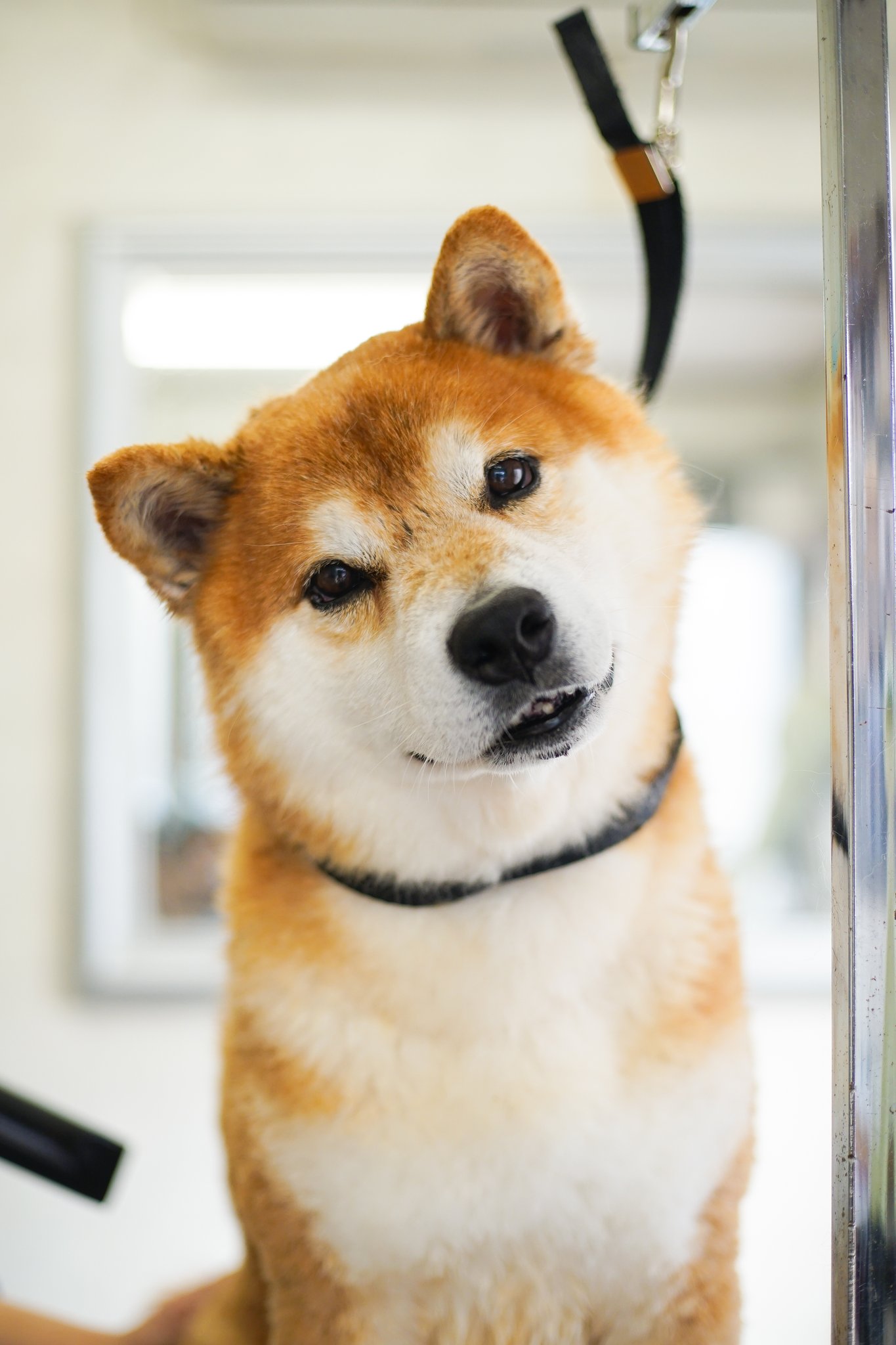 Issy Rider 愛犬達が可愛すぎて辛い トレンドの 外見の可愛さ を見た瞬間に愛犬しか浮かばなかったからちょっと見て頂けますか あざとい 頬肉大暴れ 柴犬はいいぞ 保護犬はいいぞ T Co Hv6kt6uloc Twitter