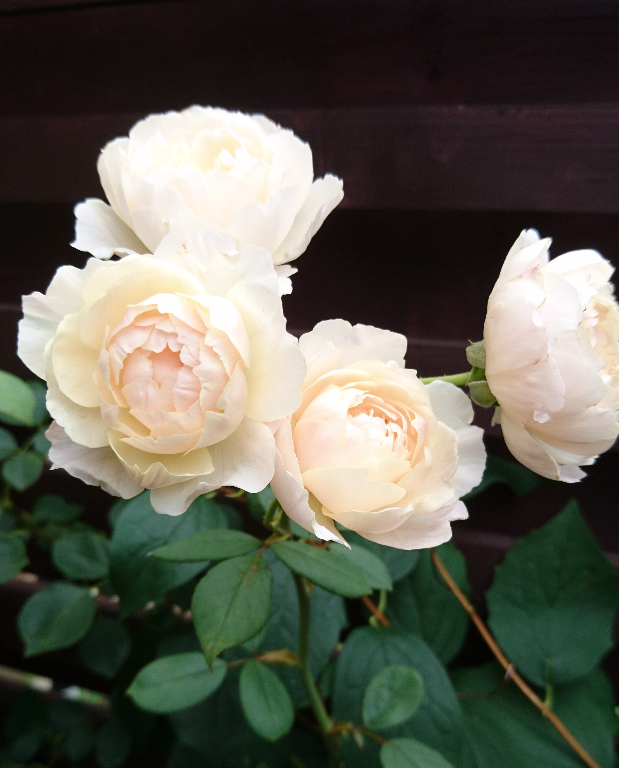 ふらわーらびっと Flower Twitter