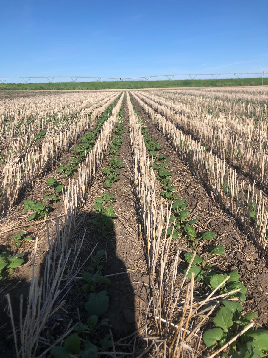 PremiumAg's tweet photo. Started doing some #interrow seeding a few years back with a progressive farm client. Looks fantastic! Point of discussion - dropping mortality, less room for weeds to grow, better soil:seed contact, list goes on. ๐๐ป
#agronomy #canola https://t.co/a00Wsh5rih
