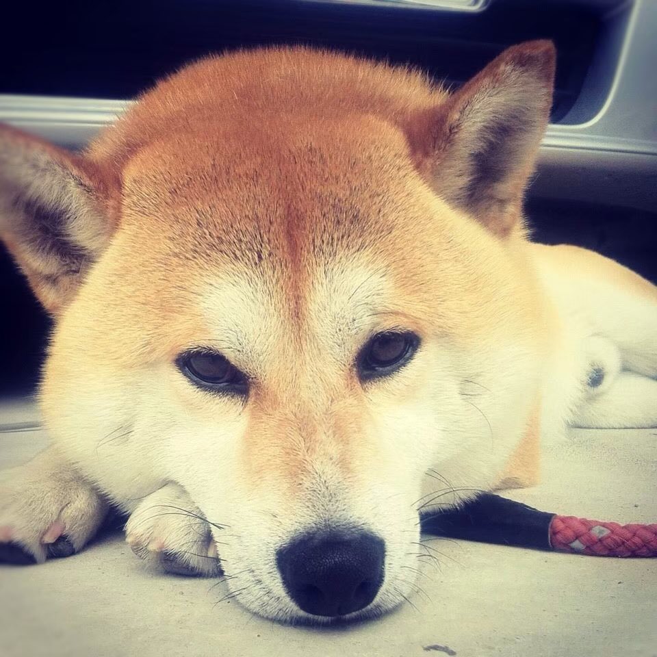 Twitter 上的 Issy Rider 愛犬達が可愛すぎて辛い トレンドの 外見の可愛さ を見た瞬間に愛犬しか浮かばなかったからちょっと見て頂けますか あざとい 頬肉大暴れ 柴犬はいいぞ 保護犬はいいぞ T Co Hv6kt6uloc Twitter