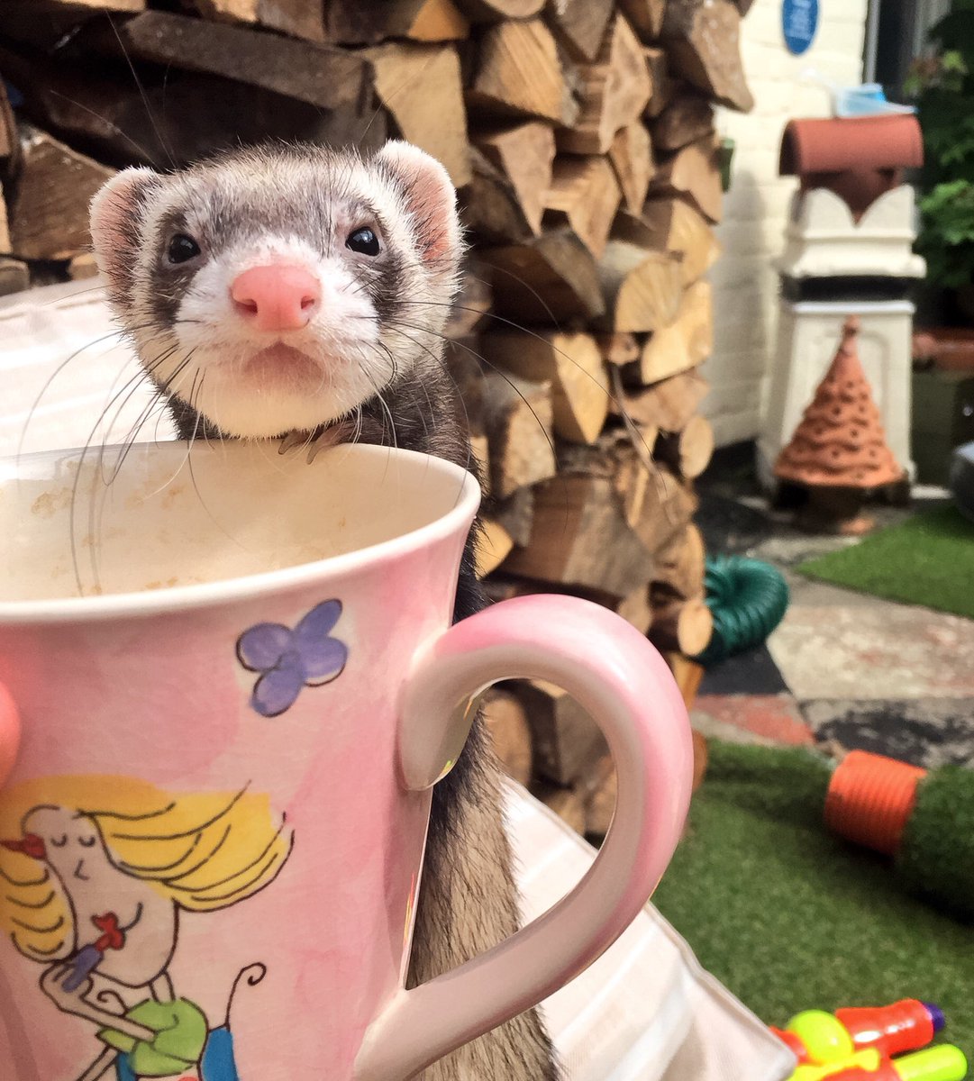 ferrettyferret's tweet photo. Hey ferrets. Tweet your Fuzzy Face pics to @royalcaninuk we need to save RCC. #savethercc #ferretlivesmatter https://t.co/1qiF6bdRec